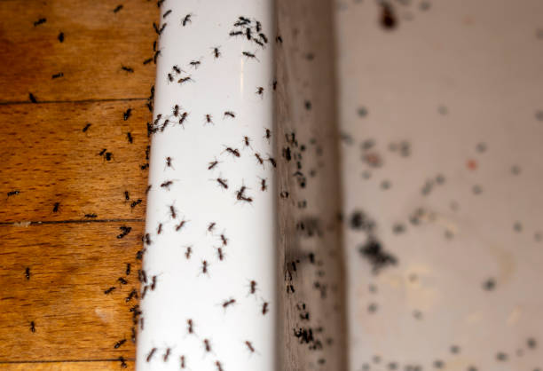 Best Commercial Pest Control Services  in Lawnton, PA
