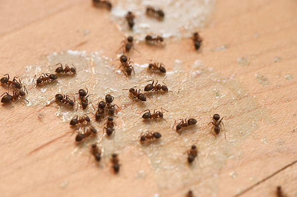 Trusted Lawnton, PA Pest Control Experts